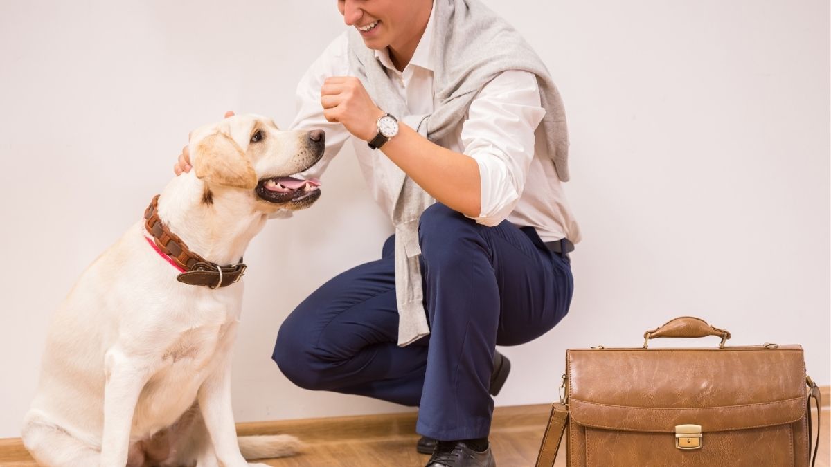 A golden retriever being petted by the male owner. A briefcase lies on the floor next to the owner.
